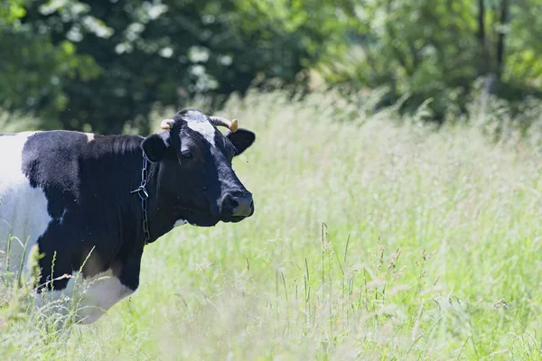 Koe is op weide — Stockfoto