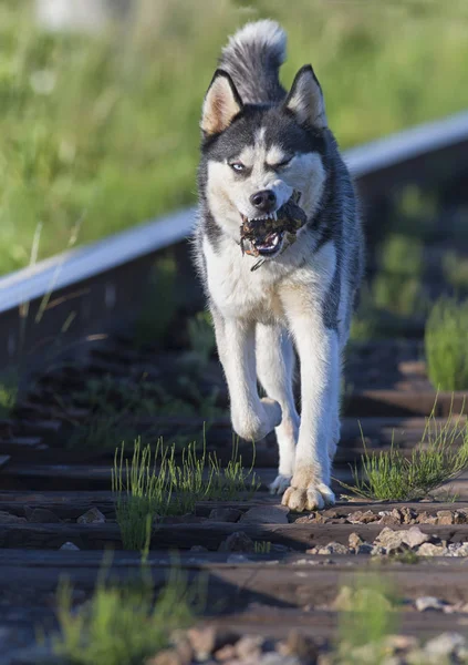 husky dog on train