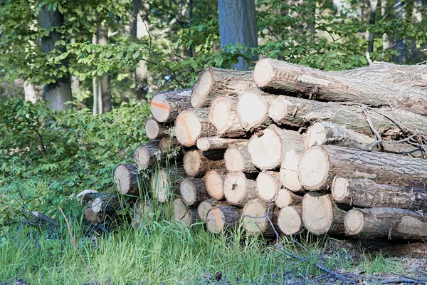 Holzhaufen — Stockfoto