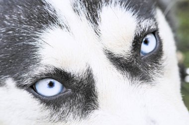 husky mavi gözleri