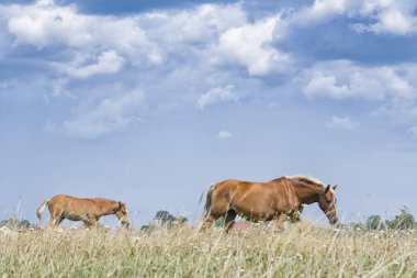 kısrak ve genç Tay