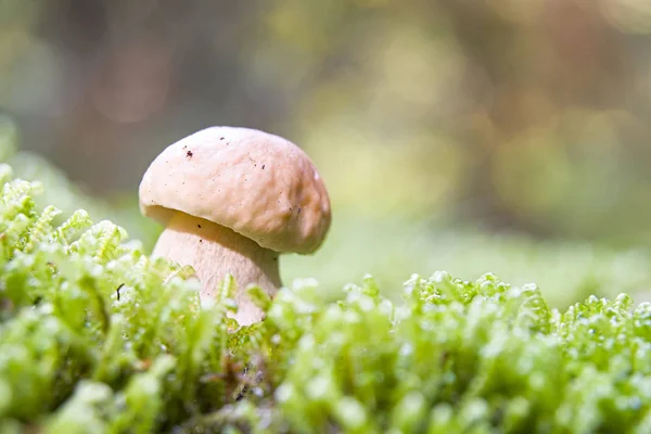 Brown boletus growing — Stock Photo, Image