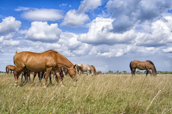 Hästar äter gräs — Stockfoto