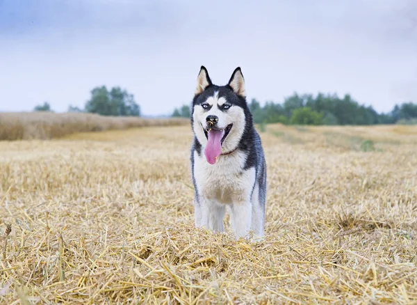 Сибірський хаскі на пшеничному полі — стокове фото