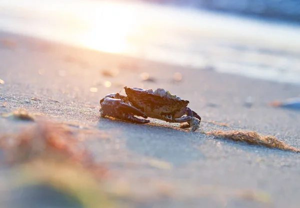 Crab — Stock Photo, Image