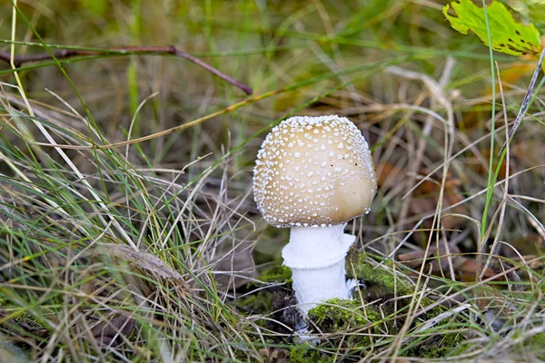 Mucha agaric — Zdjęcie stockowe