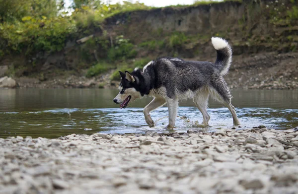 Husky på sjön — Stockfoto