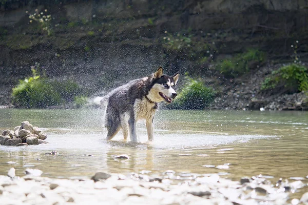 Husky sul lago — Foto Stock