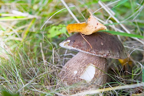 Mushrooms in woods — Stock Photo, Image