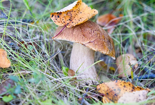 Mushrooms in woods — Stock Photo, Image