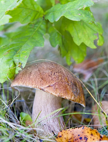 Mushrooms in woods — Stock Photo, Image