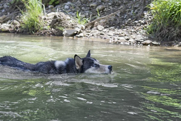 Siberian husky simning — Stockfoto