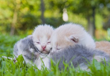 Uyuyan kedi yavruları