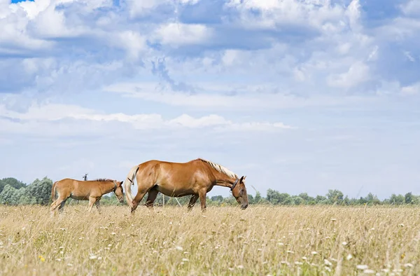 馬と若い子馬 — ストック写真