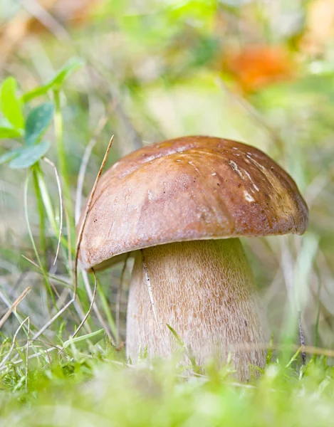 Mushrooms in woods — Stock Photo, Image