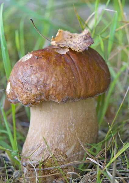 Mushrooms in woods — Stock Photo, Image