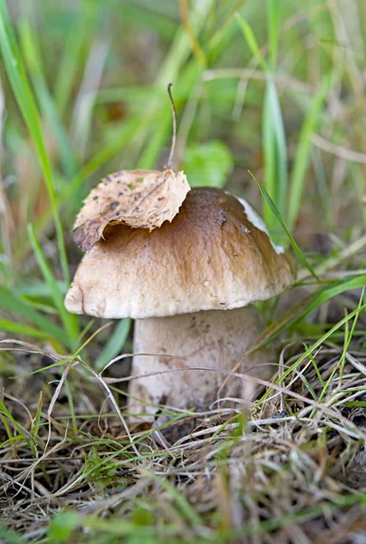 Mushrooms in woods — Stock Photo, Image