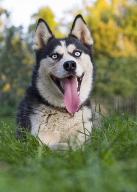 Sibirya Husky 'nin Portresi