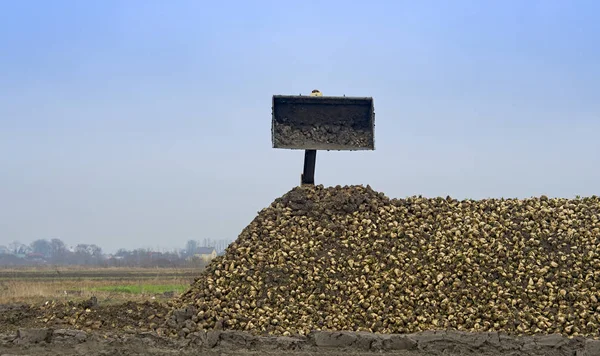 Rolnicy żniwa buraków cukrowych — Zdjęcie stockowe