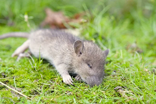 Dode muis — Stockfoto