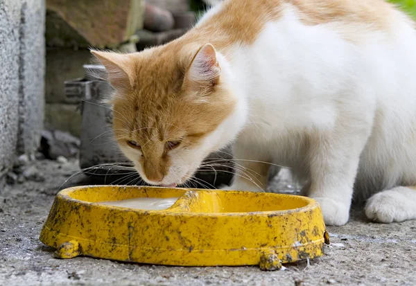 オレンジ色の子猫 — ストック写真