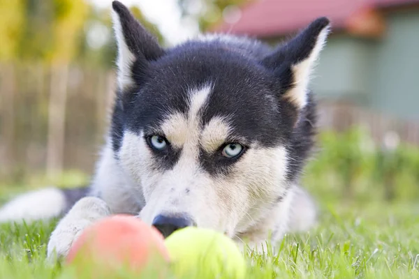 Szibériai husky játék — Stock Fotó