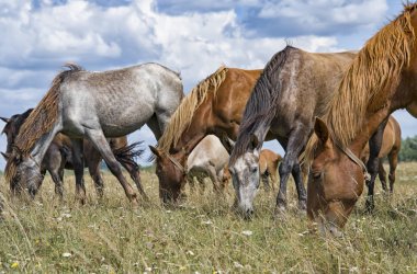kısrak ve genç Tay