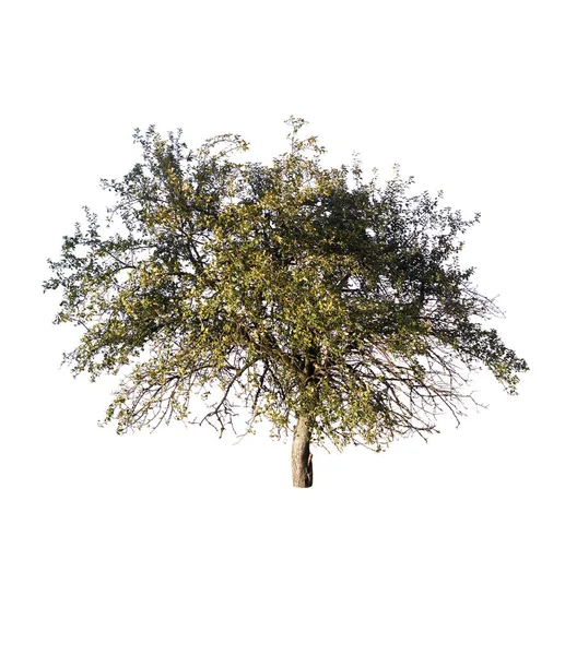 Zelený strom, samostatný — Stock fotografie