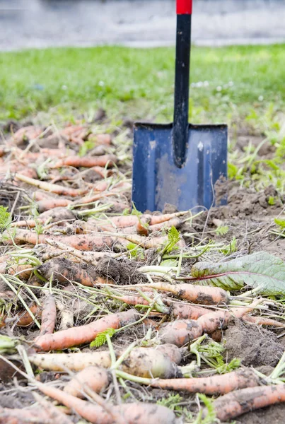 Harvested carrots — Stock Photo, Image