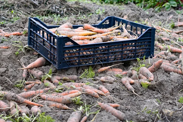 Harvested carrots — Stock Photo, Image