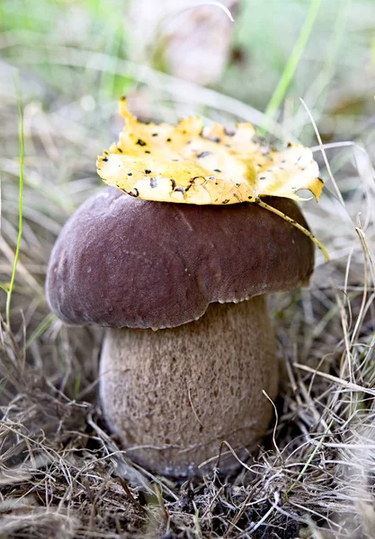 Mushrooms in woods — Stock Photo, Image