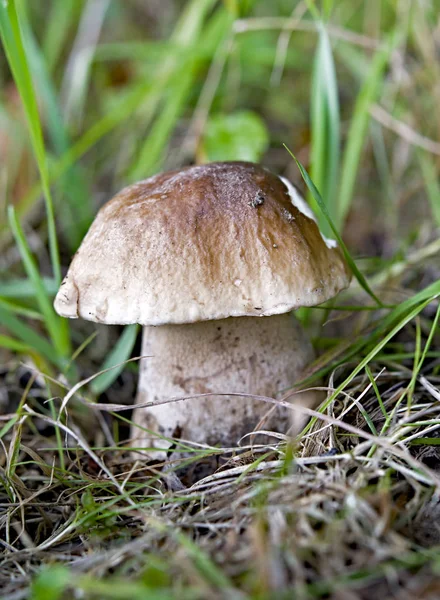 Mushrooms cut in the woods. Mushroom boletus edilus. Popular whi — Stock Photo, Image