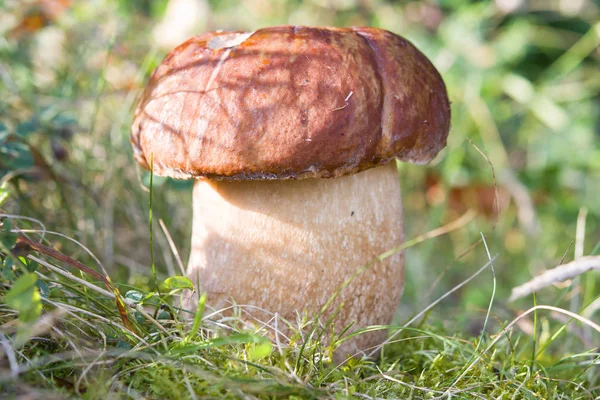 Mushrooms in woods — Stock Photo, Image