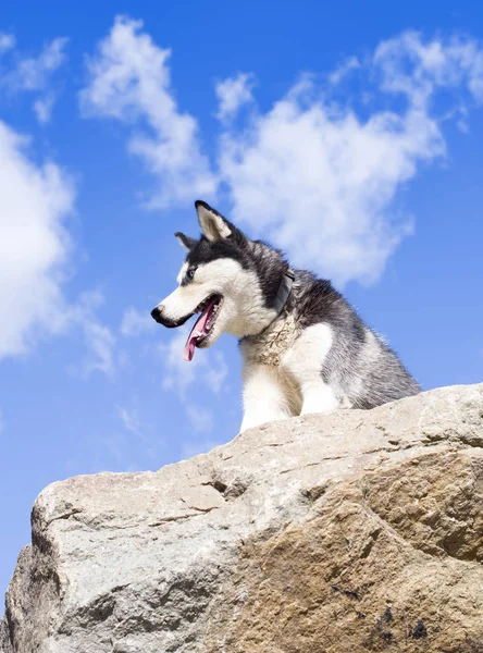 Viajando com huskies — Fotografia de Stock