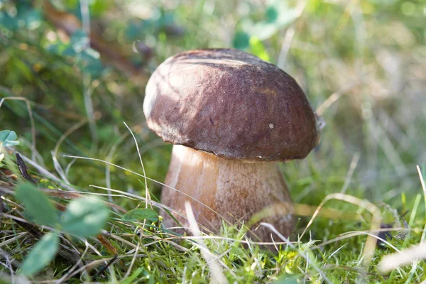 Mushrooms in woods — Stock Photo, Image