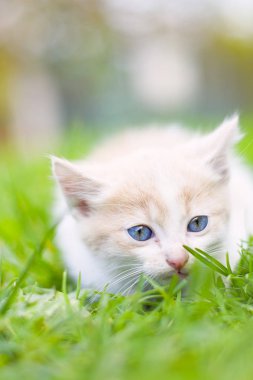 kedi ve sonbahar