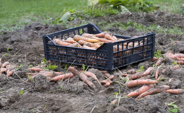 Harvested carrots — Stock Photo, Image