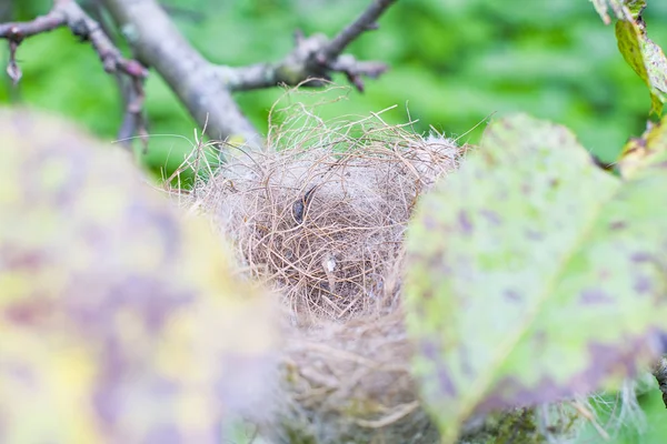 Empty birds nest — Stock Photo, Image