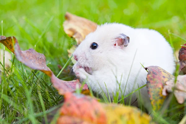 Hvid hamster - Stock-foto