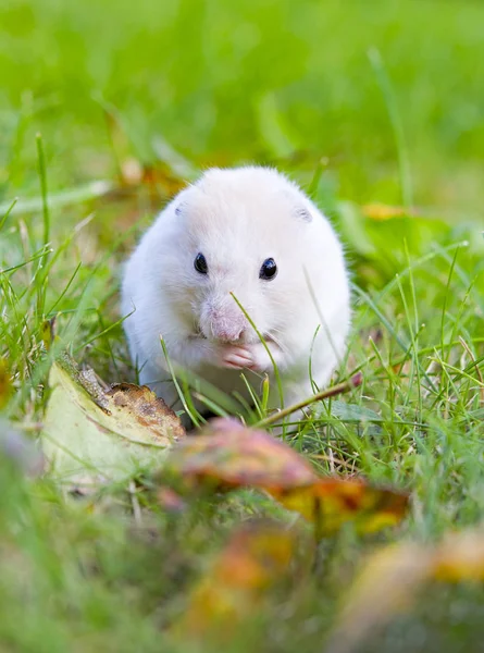 Weißhamster — Stockfoto