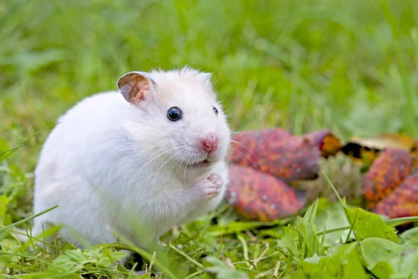 Vit hamster — Stockfoto
