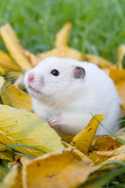 Witte hamster — Stockfoto