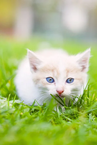 Katt och hösten — Stockfoto