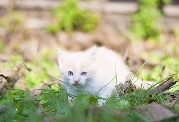 Cat and autumn — Stock Photo, Image