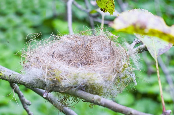 Empty birds nest Stock Photo