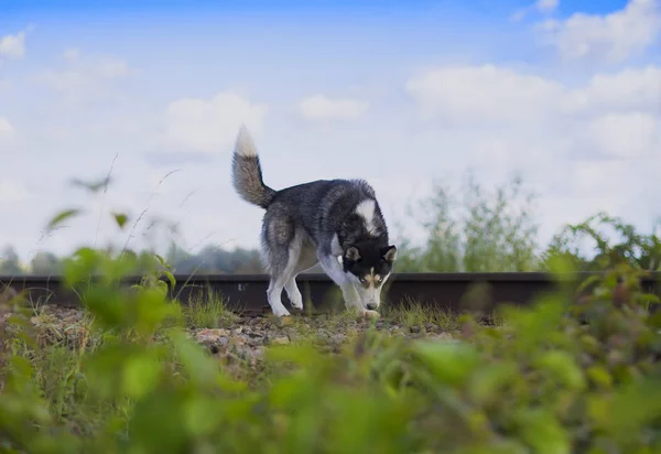 電車の中でハスキー犬 — ストック写真