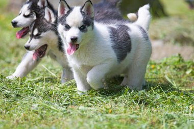 Sibirya köpeği çimlerin üzerinde