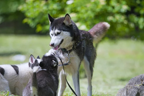 Mãe Raça Pura Husky Com Filhotes Cachorro — Fotografia de Stock