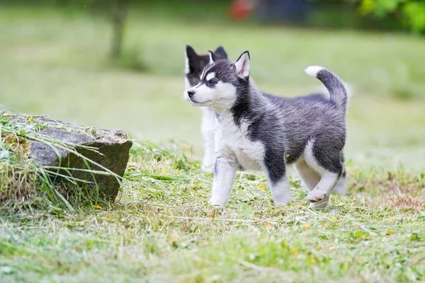 Carino Siberiano Husky Cucciolo Erba — Foto Stock