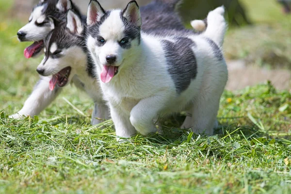 Leuke Siberische Husky Puppy Gras — Stockfoto